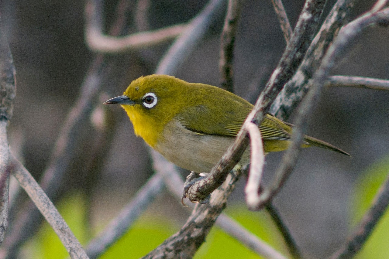 image Warbling White-eye